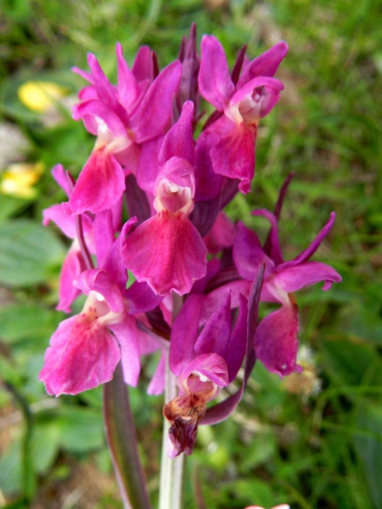 Dactylorhiza sambucina